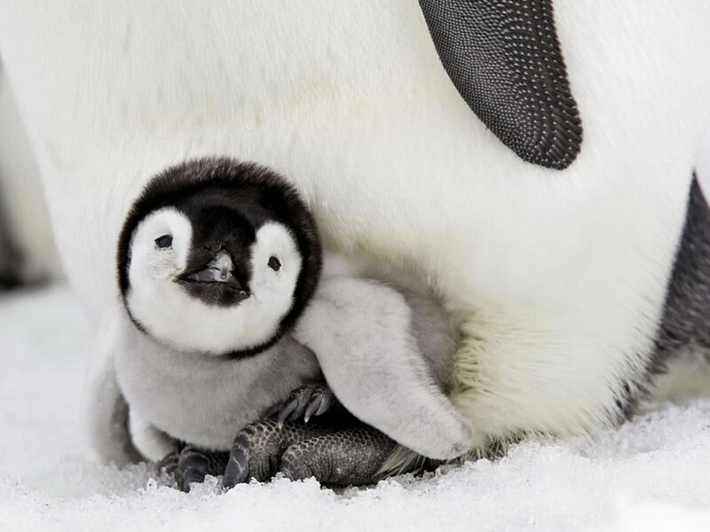 Penguin Chick under Parent — White, Calm, Winter