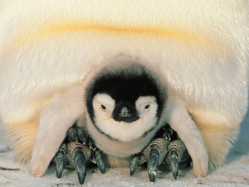 Penguin Chick under Parent — White, Protective