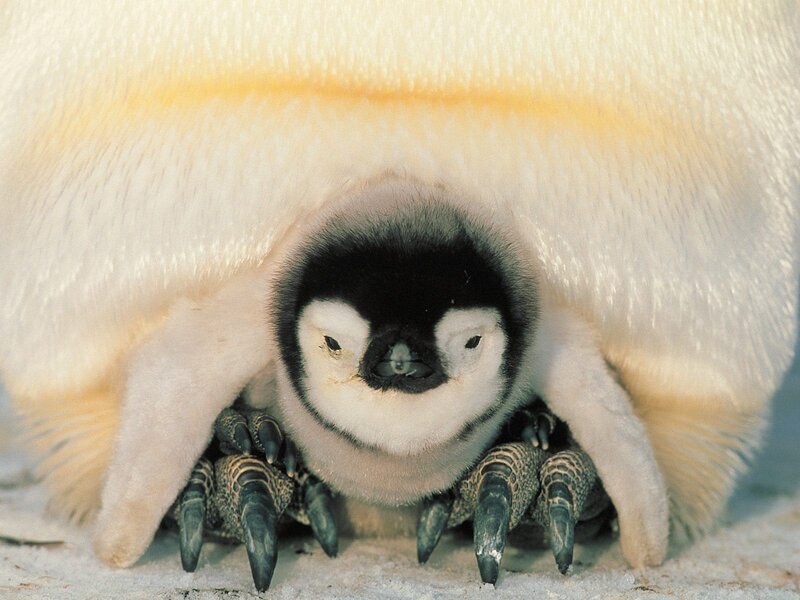 Penguin Chick under Parent — White, Protective, Winter, Photograph, Parent Penguin