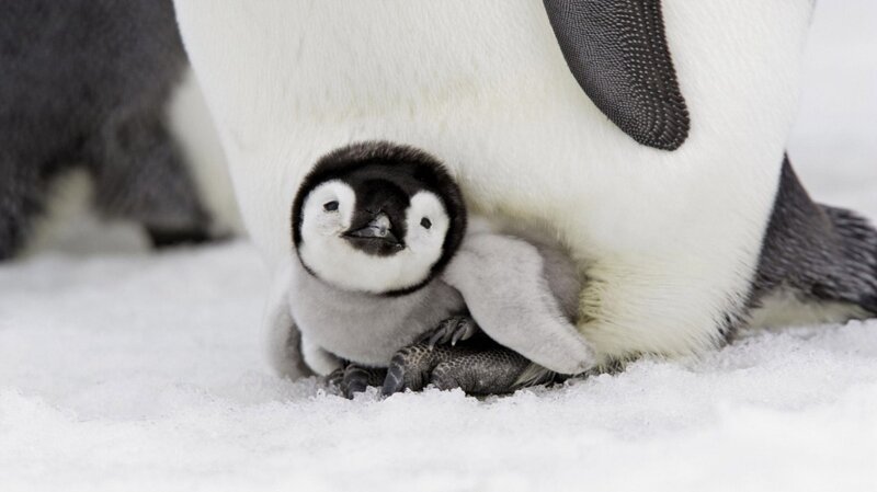 Penguin Chick under Parent — White, Protective, Winter