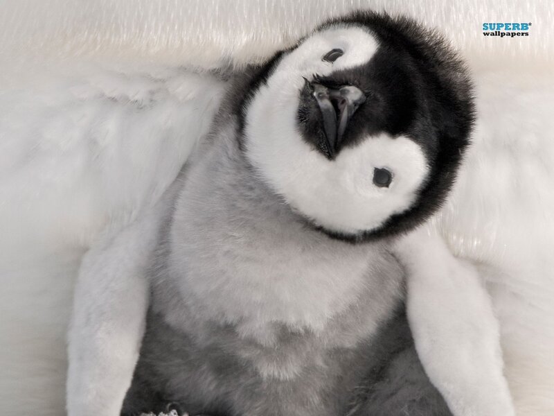 Penguin Chick — White, Calm