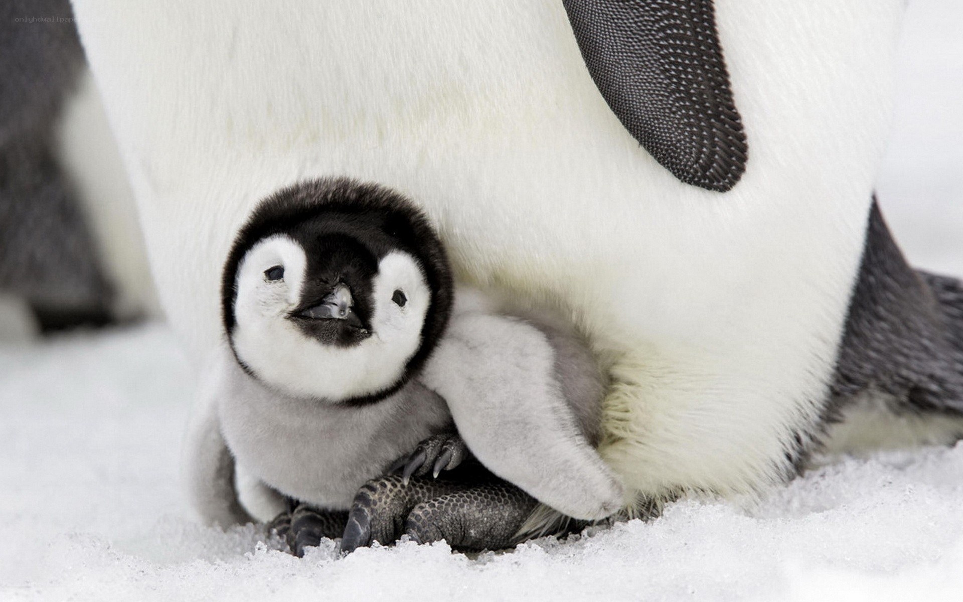 Penguin chick with parent