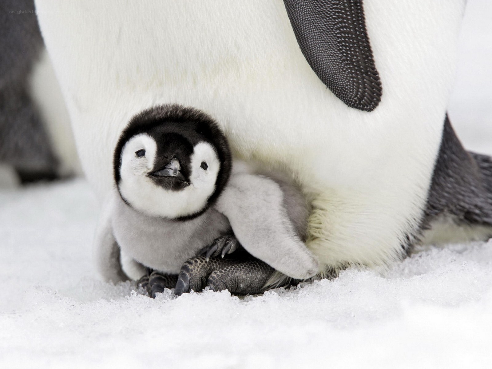 Penguin chick with parent