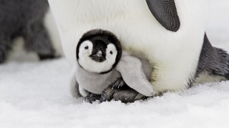 Penguin chick with parent