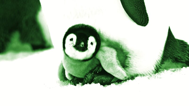 penguin chick with parent