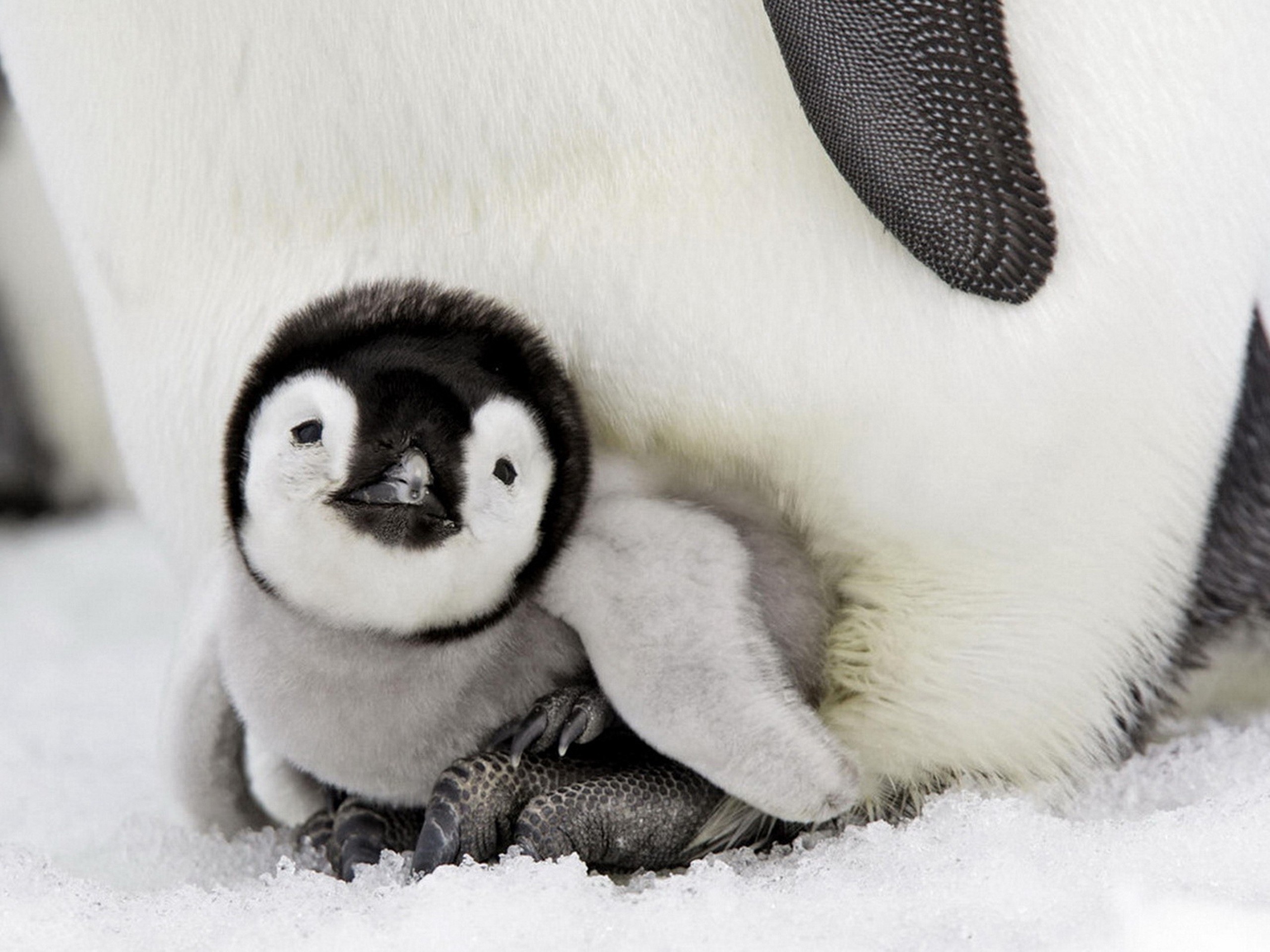 Penguin chick with parent