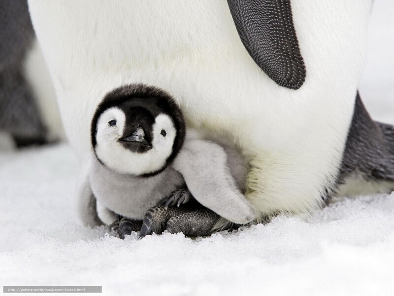 Penguin chick with parent