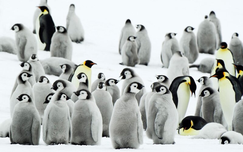 Penguin Chicks and Adults