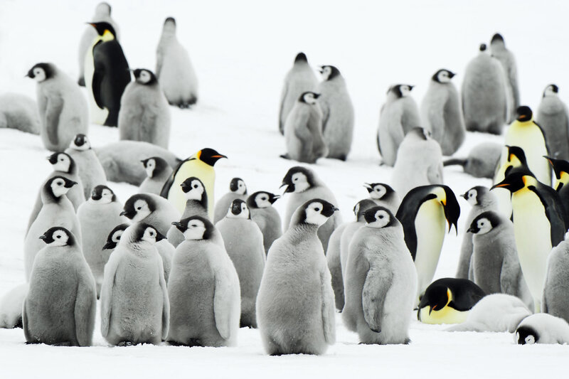 Penguin Chicks and Adults — White