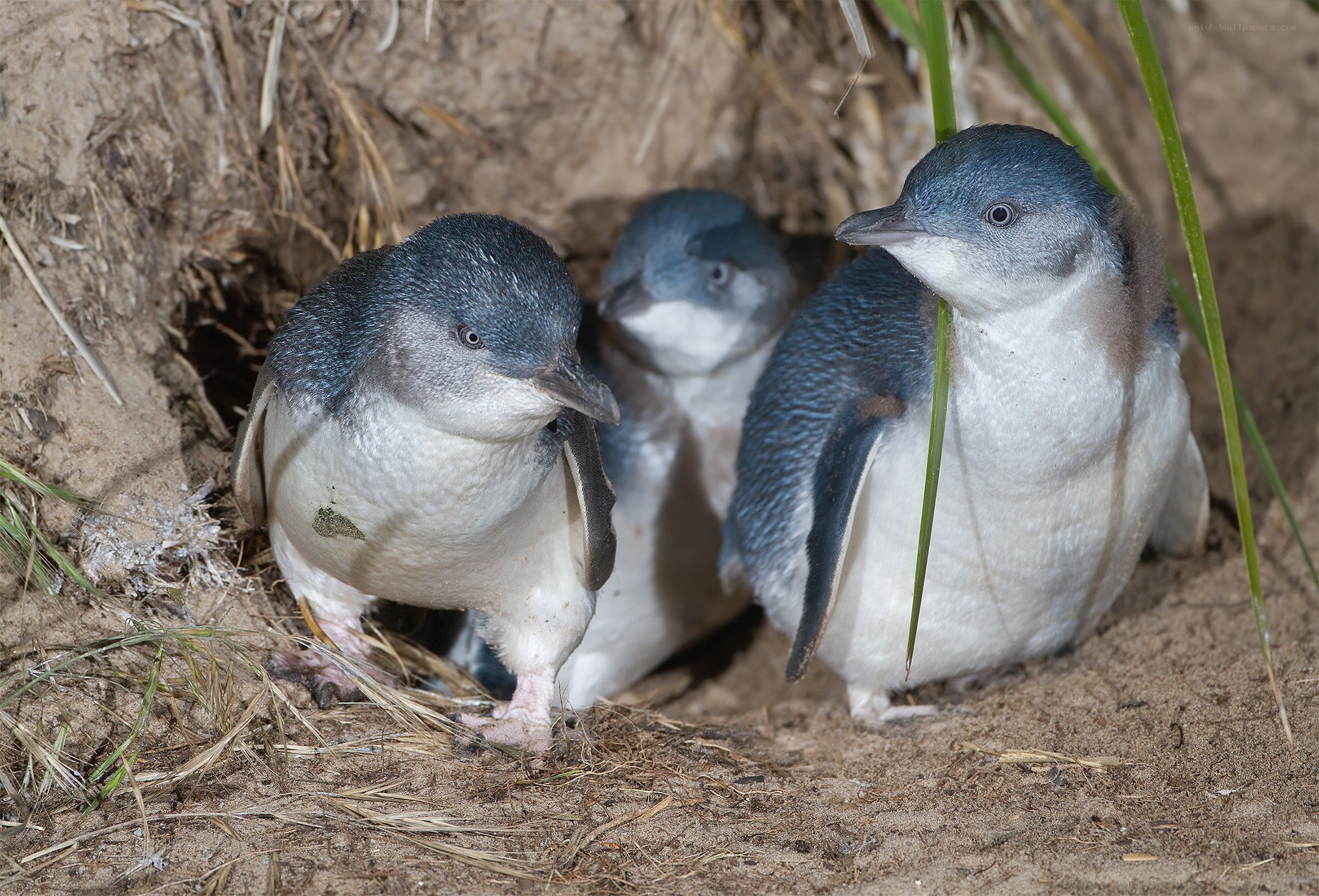 Penguin chicks in a burrow