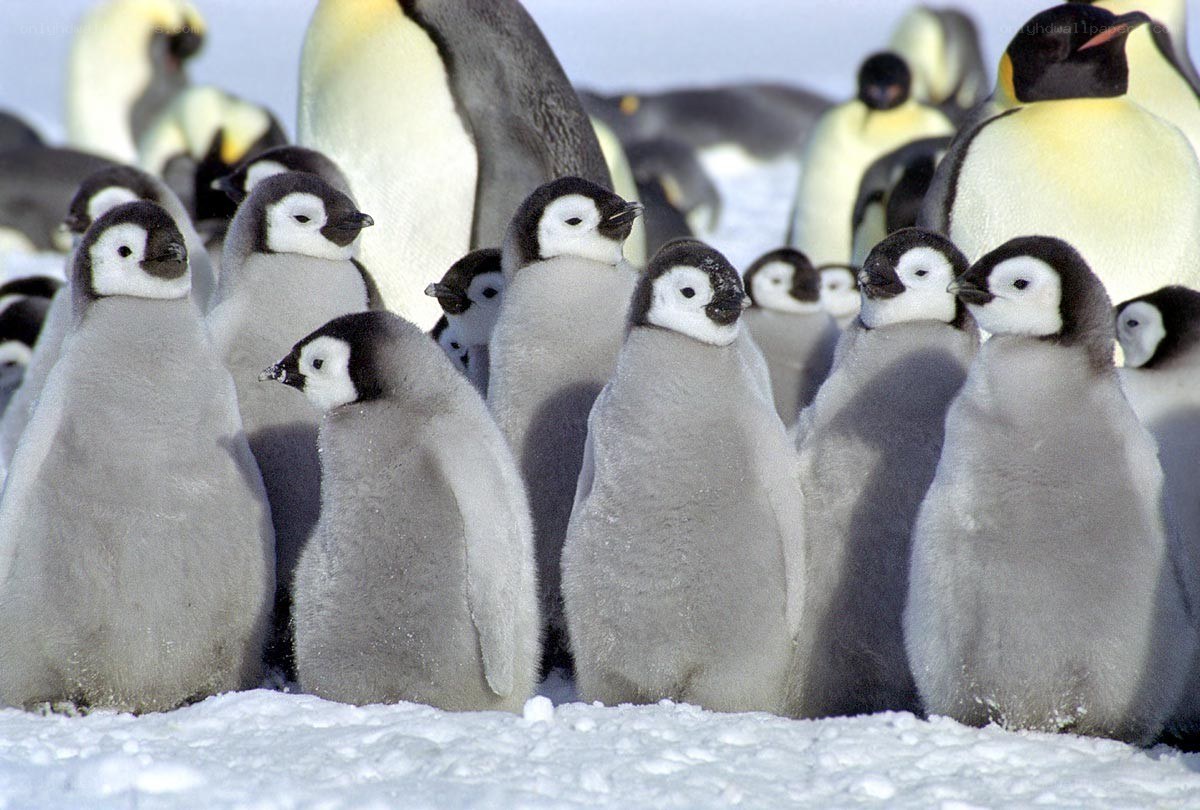 Penguin chicks in a colony