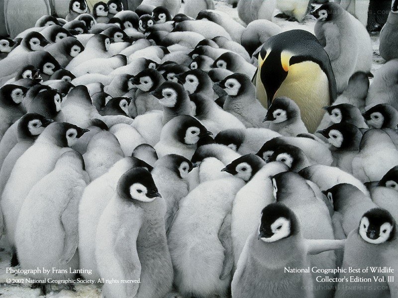 Penguin chicks in a colony