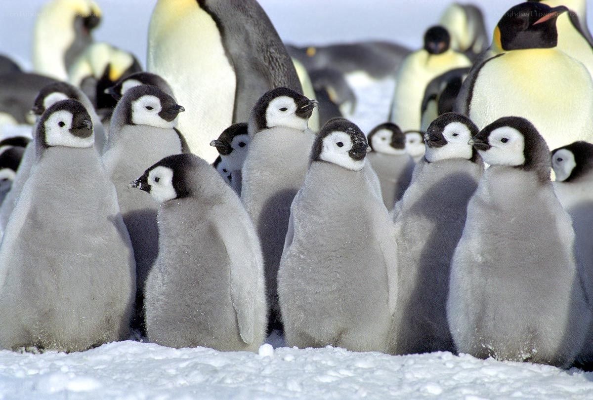 Penguin chicks in a colony