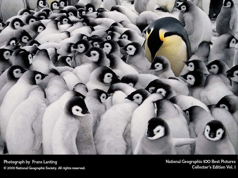 Penguin chicks in a colony