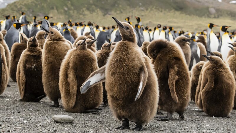 Penguin Chicks in Colony