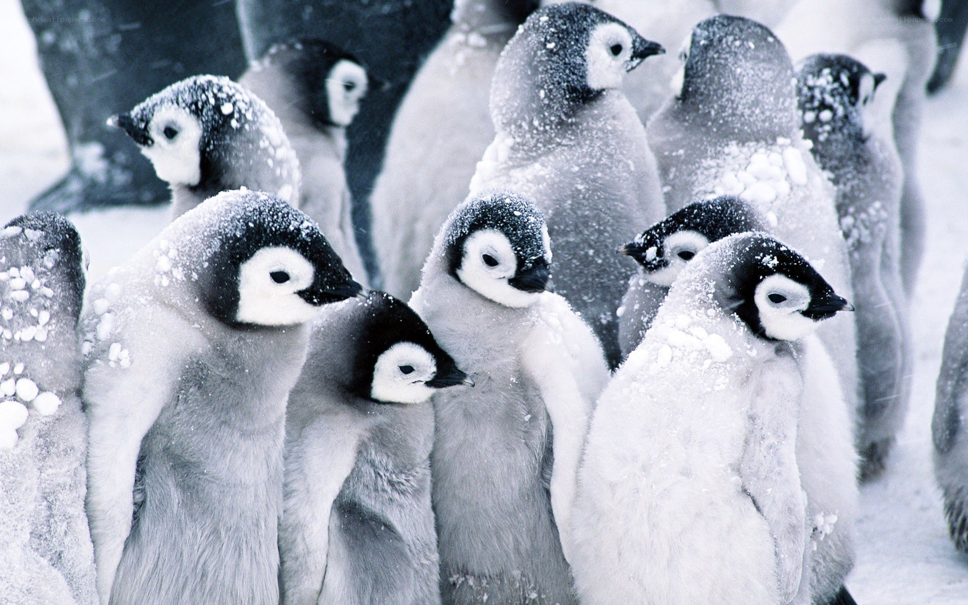 Penguin chicks in snow