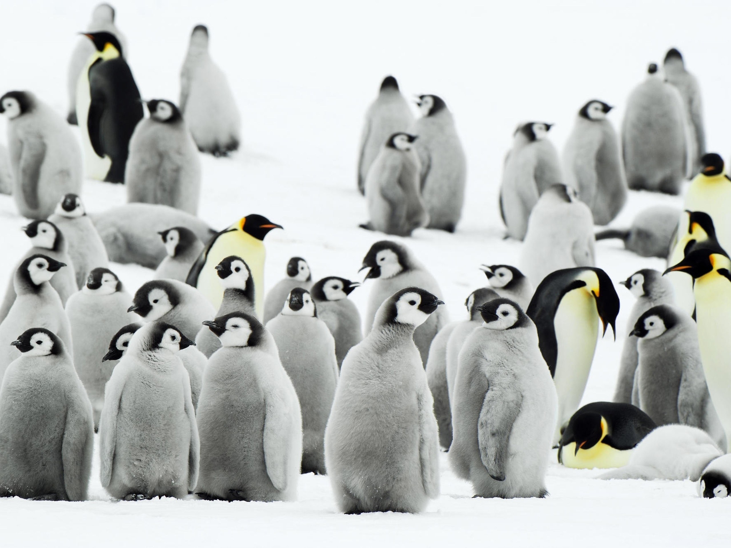 Penguin chicks in snow