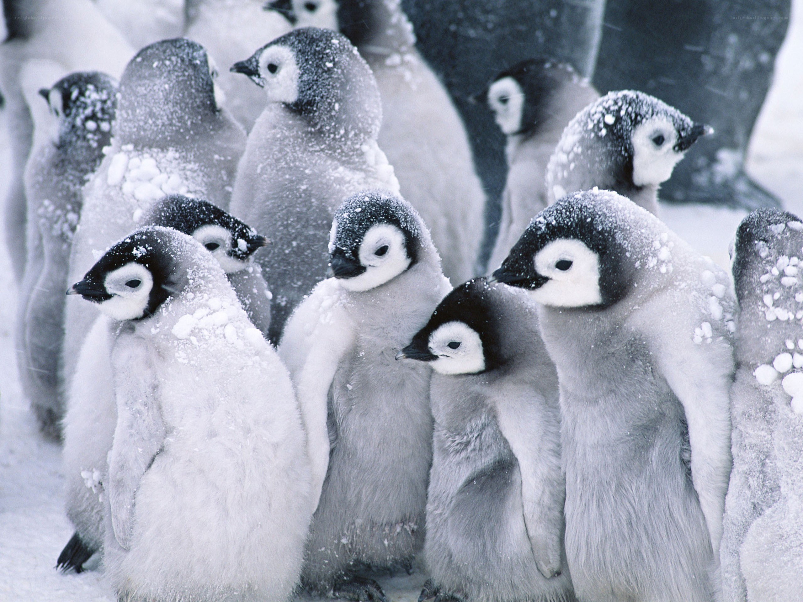Penguin chicks in snow