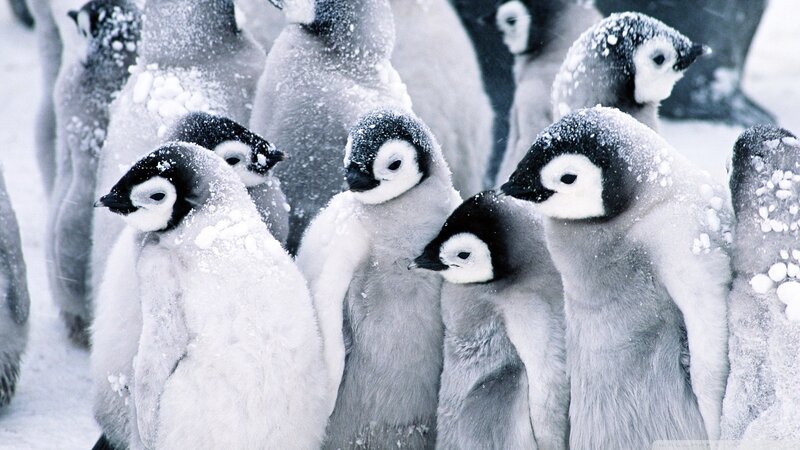 Penguin chicks in snow