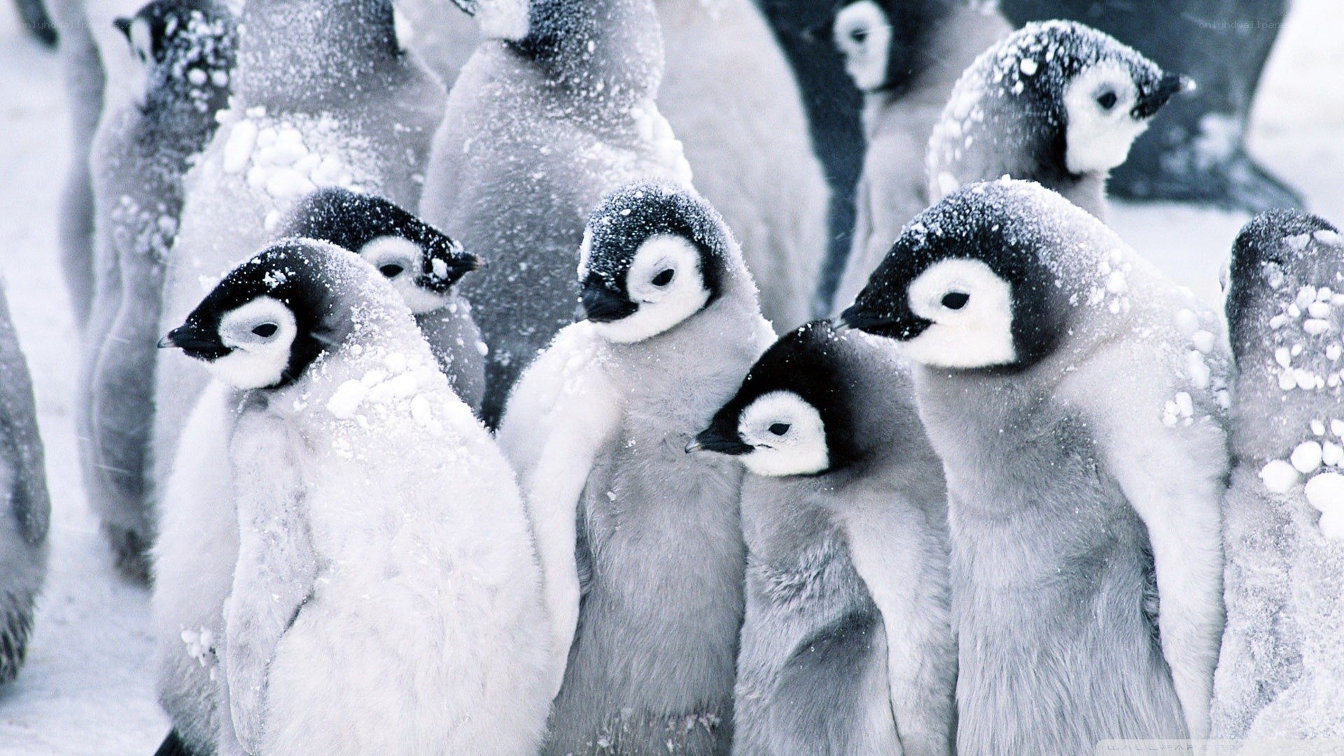 Penguin chicks in snow