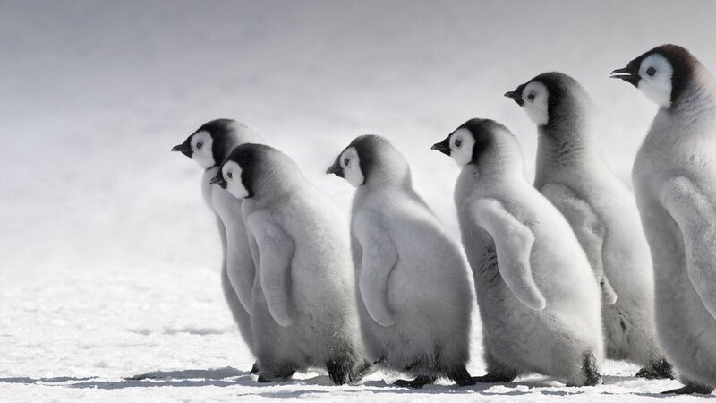 penguin chicks in snow