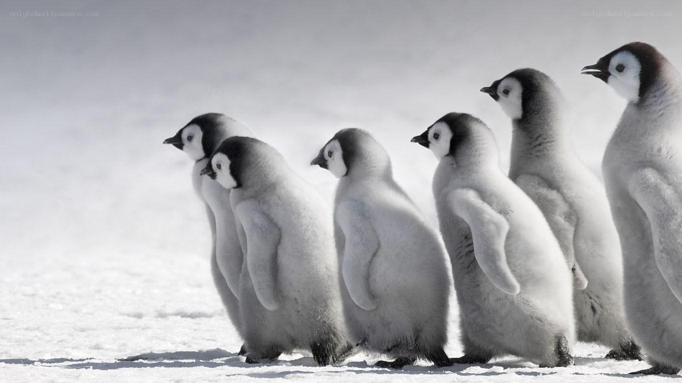 penguin chicks in snow
