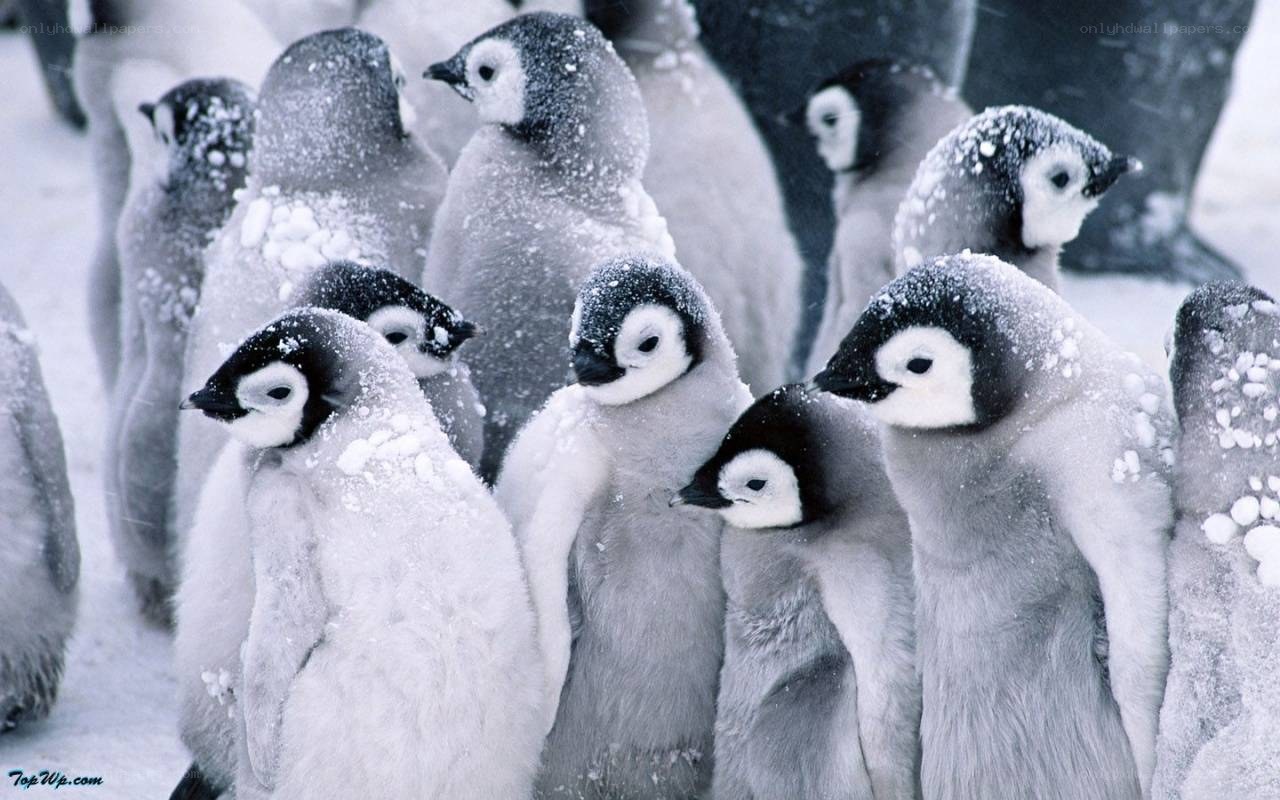 Penguin chicks in snow
