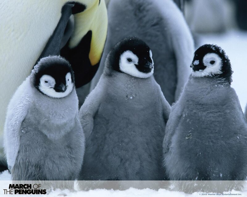 Penguin chicks in snow