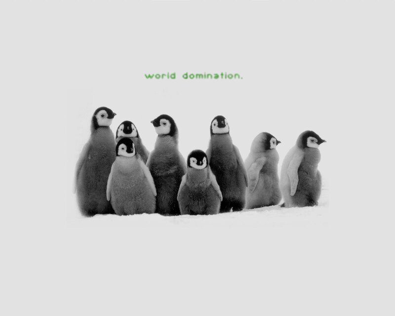 penguin chicks in snow