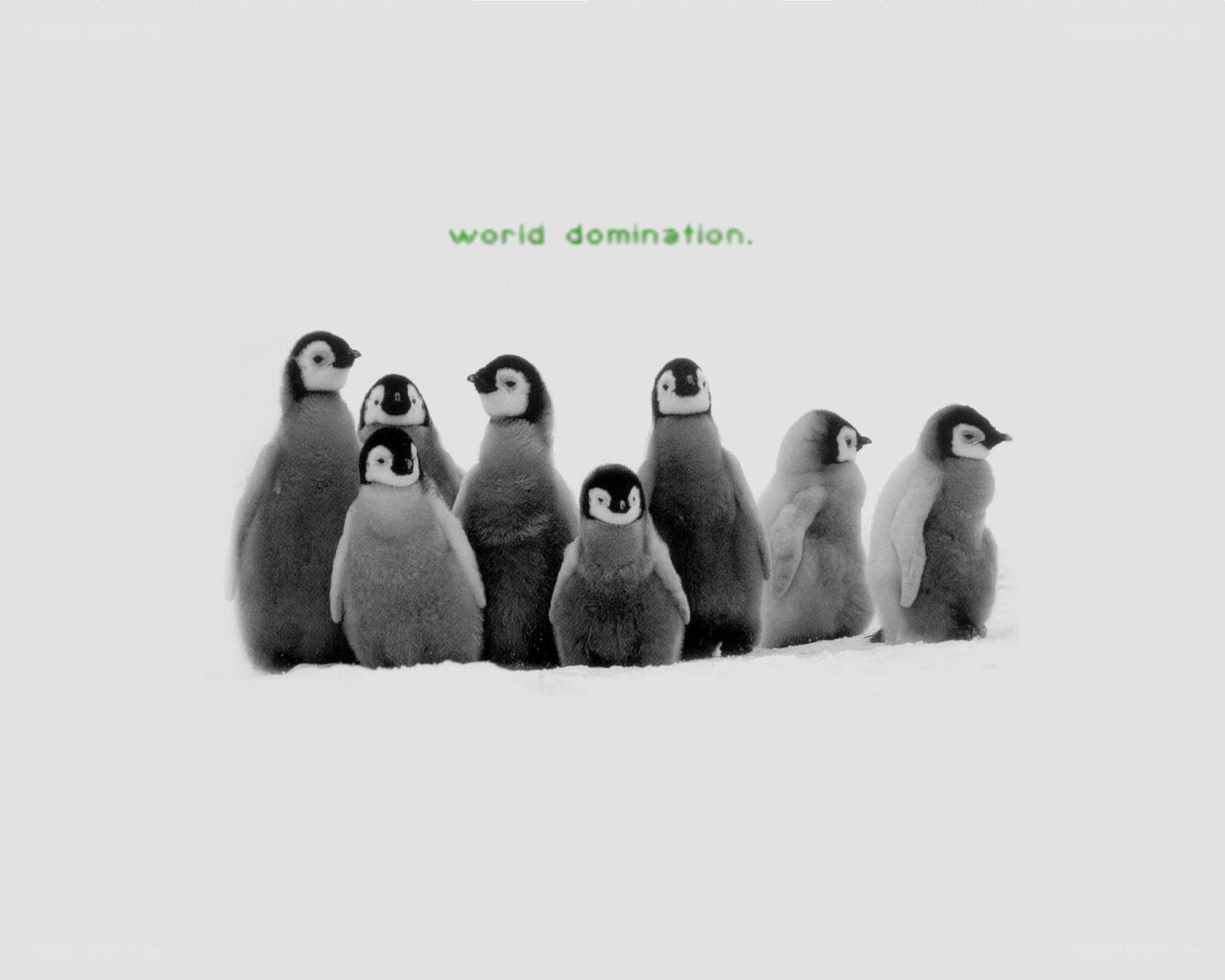 penguin chicks in snow