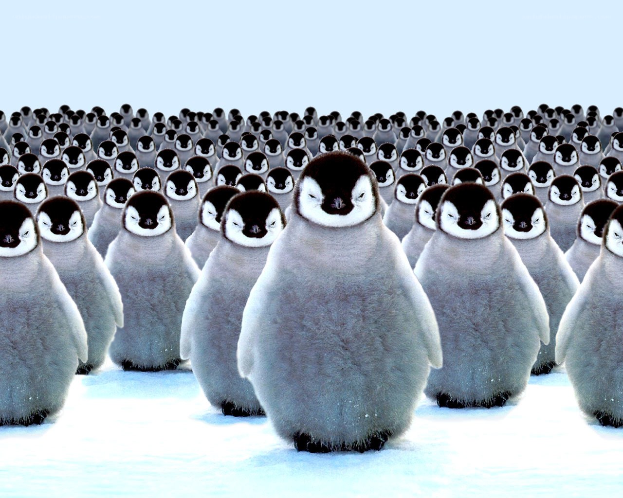 Penguin chicks in snow