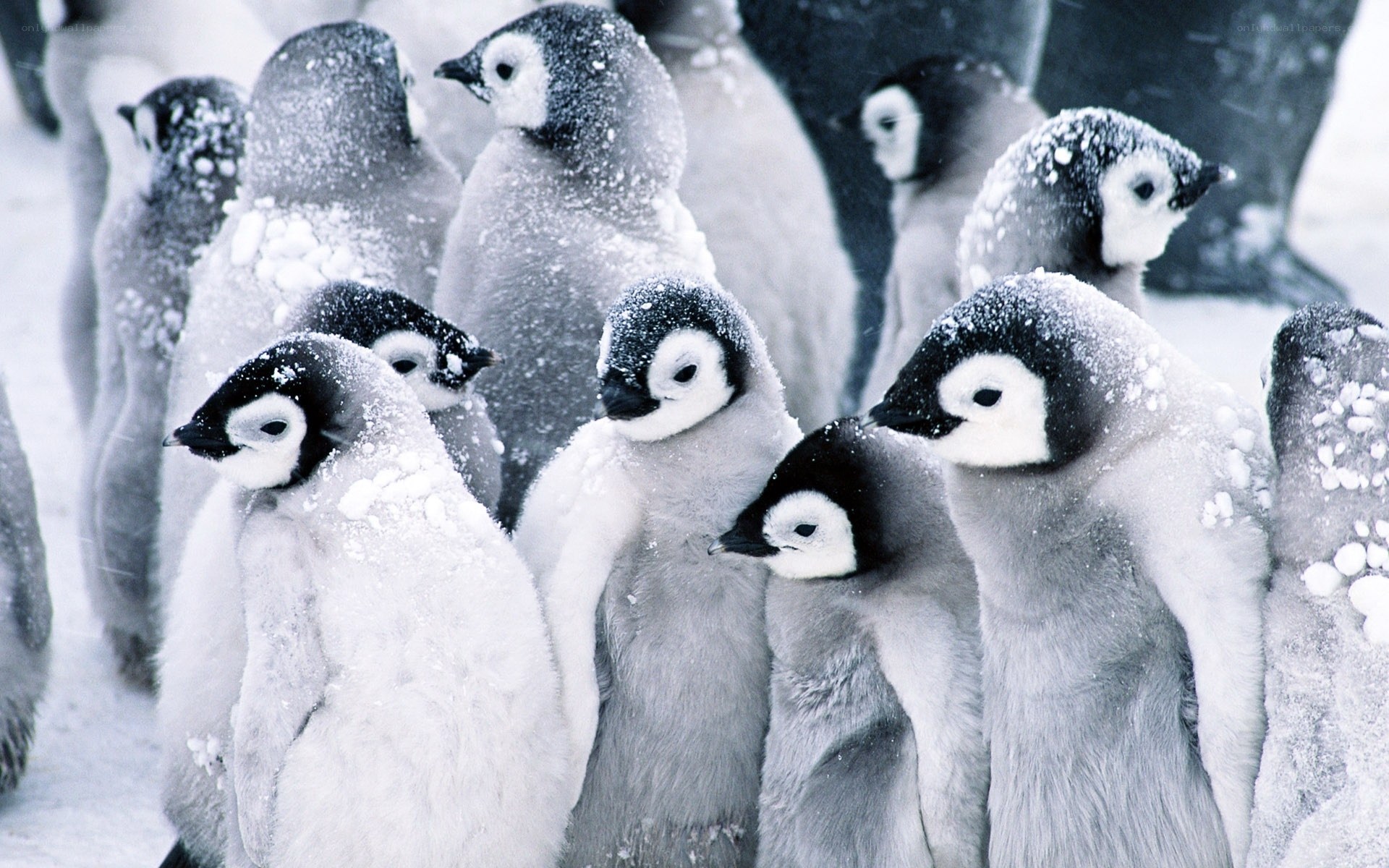 Penguin chicks in snow