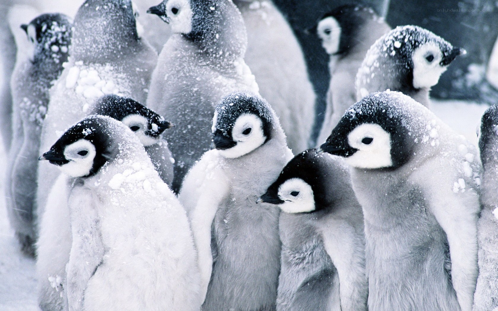 Penguin chicks in snow