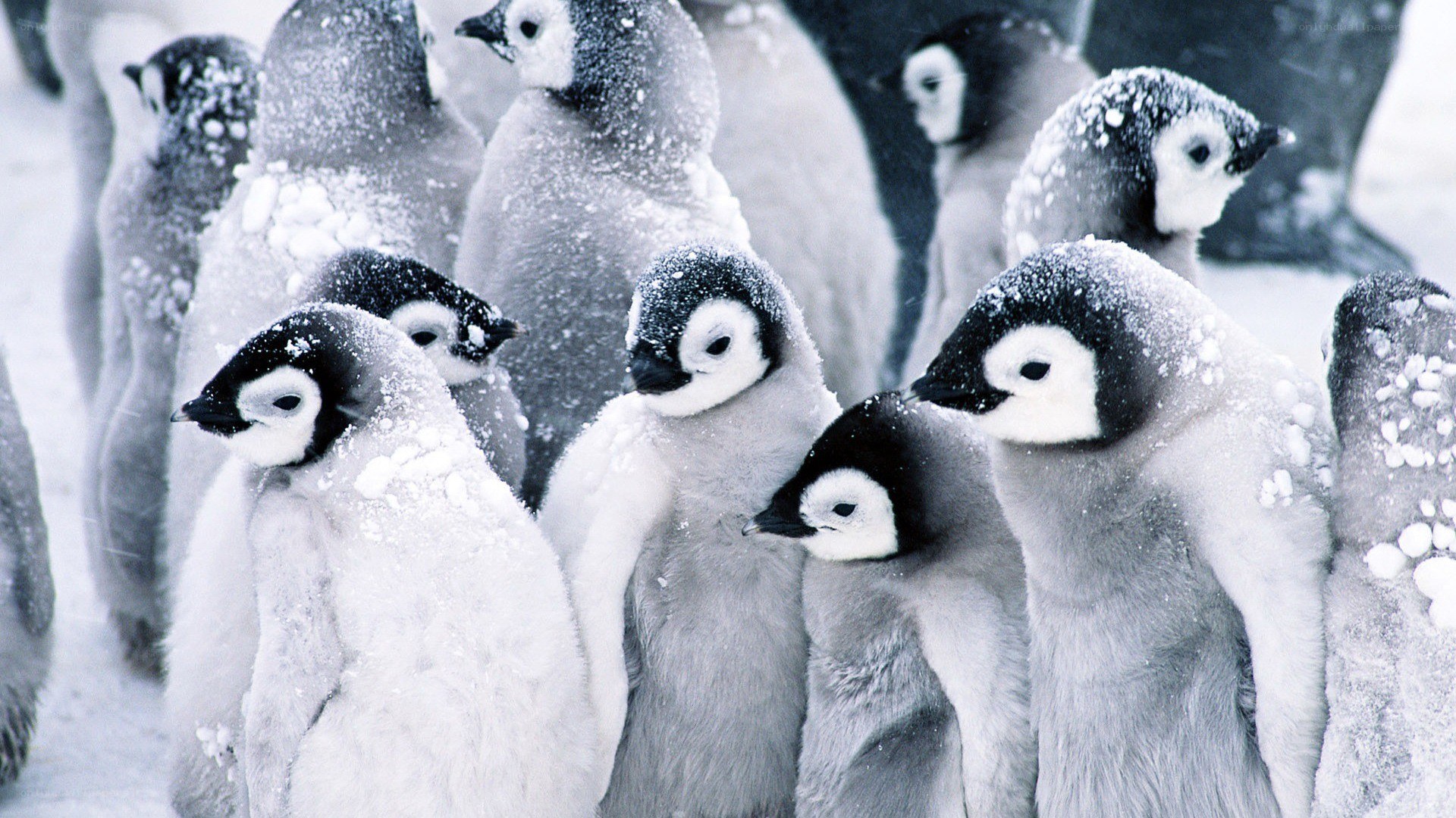 Penguin chicks in snow