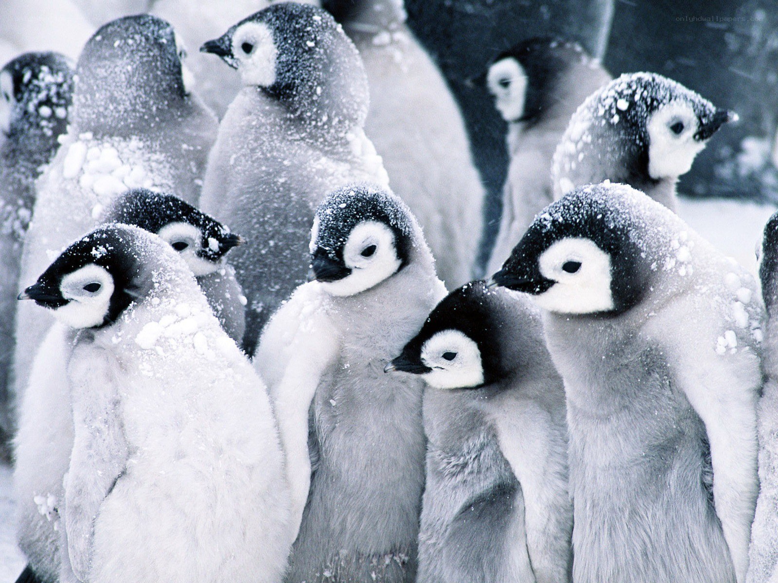 Penguin chicks in snow