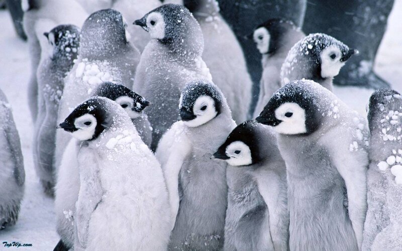 Penguin Chicks in Snow — Gray