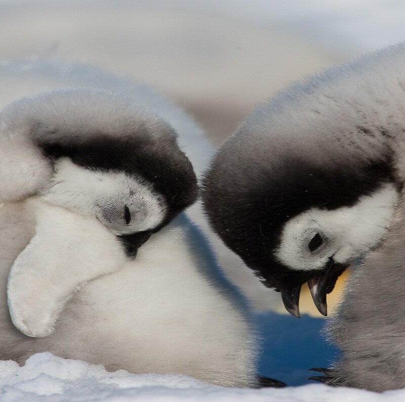 Penguin Chicks in Snow — White, Calm