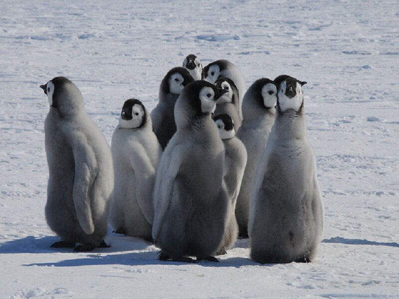 Penguin Chicks in Snow — White, Calm, Winter