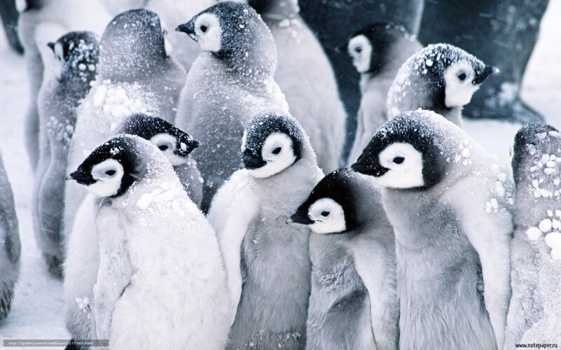 Penguin Chicks in Snow — White, Cold, Winter, Photograph, Flock
