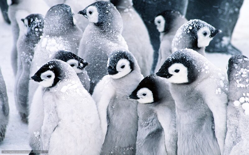 Penguin Chicks in Snow — White, Cold, Winter, Photograph