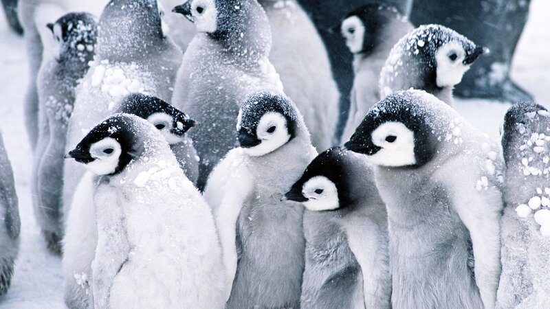 Penguin Chicks in Snow — White, Cold, Winter