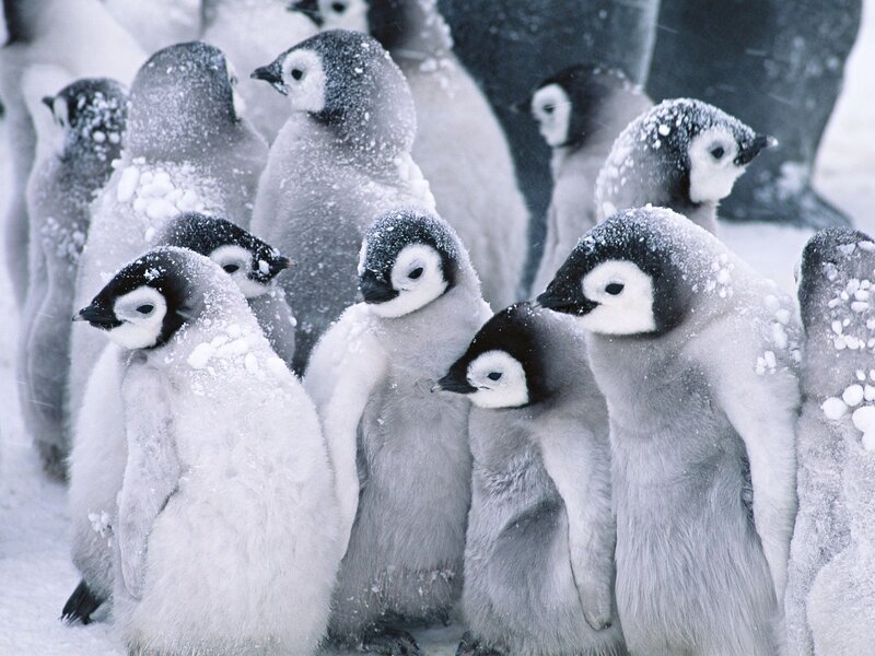 Penguin Chicks in Snow — White, Flock