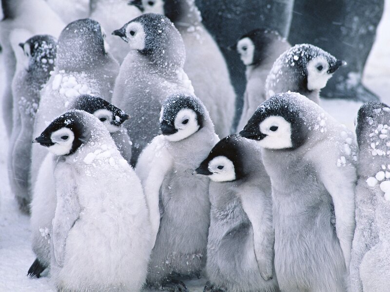 Penguin Chicks in Snow — White, Photograph
