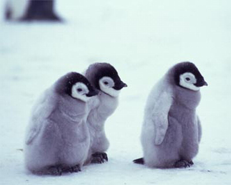 Penguin Chicks in Snow — White