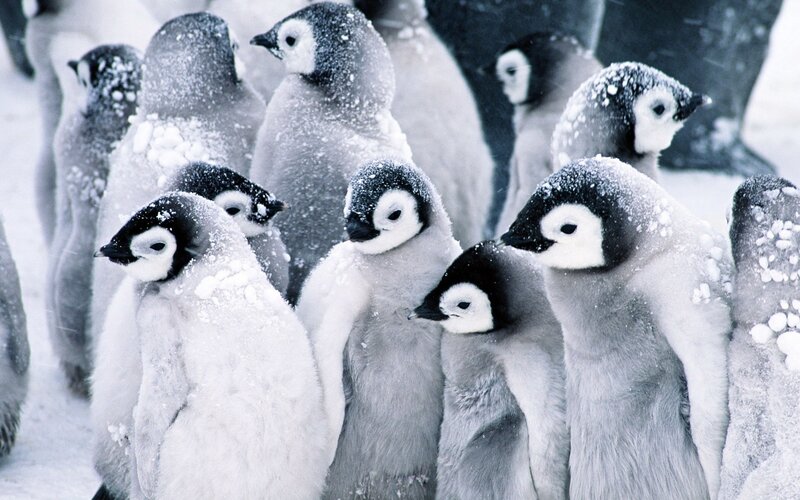 Penguin Chicks in Snow — White, Winter