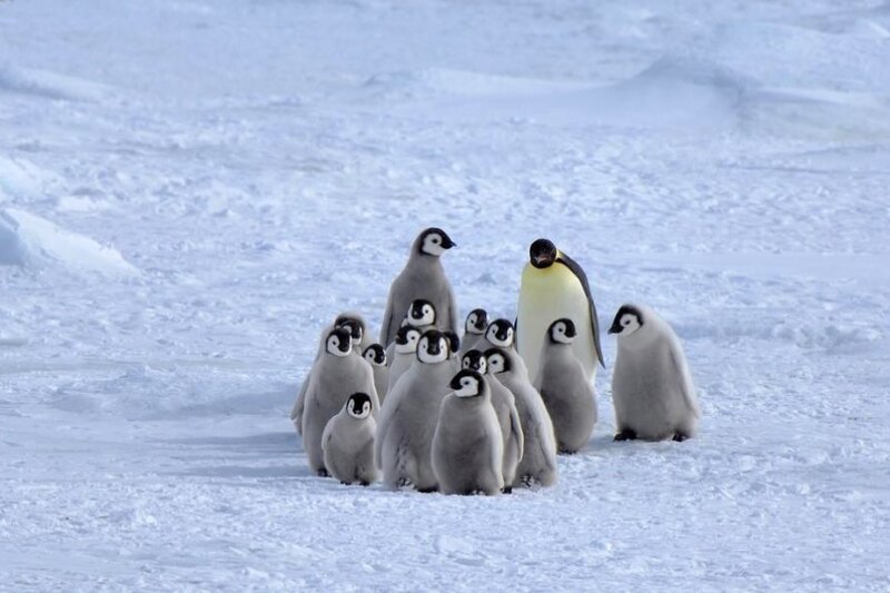 Penguin chicks in the snow