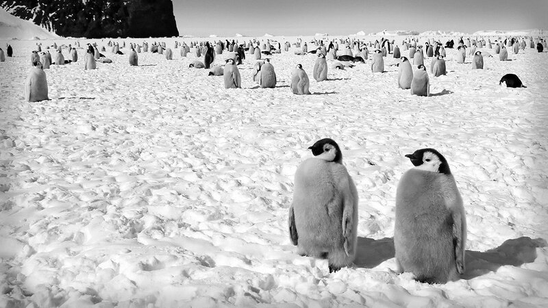 Penguin Chicks on Ice — Black