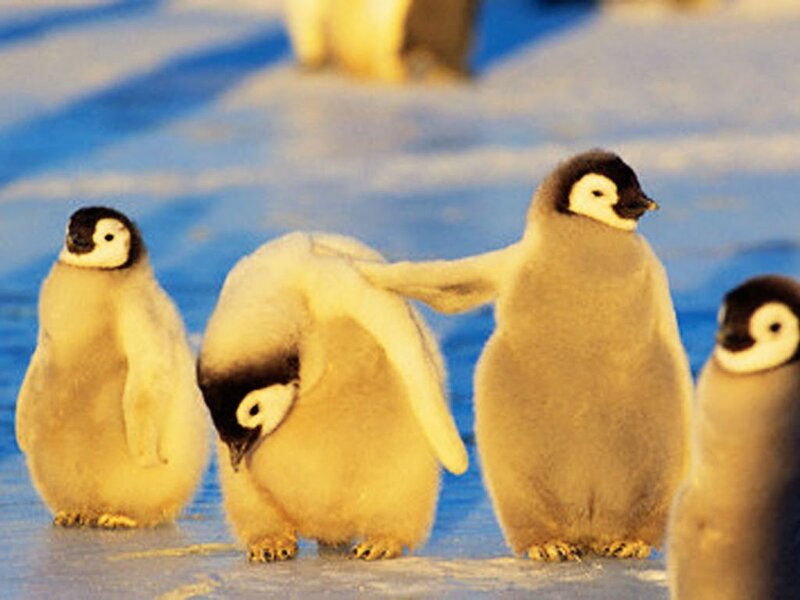 Penguin Chicks on Ice — Blue, Calm