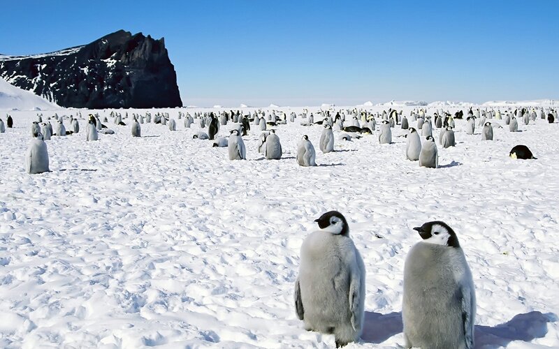 Penguin Chicks on Ice — White, Cold