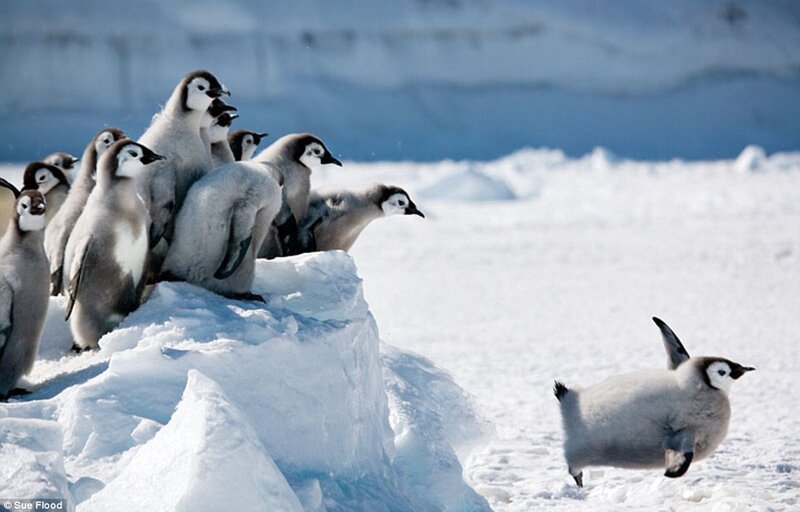 Penguin Chicks on Ice — White